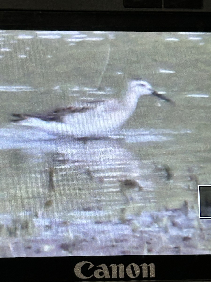 Wilson's Phalarope - ML639130361