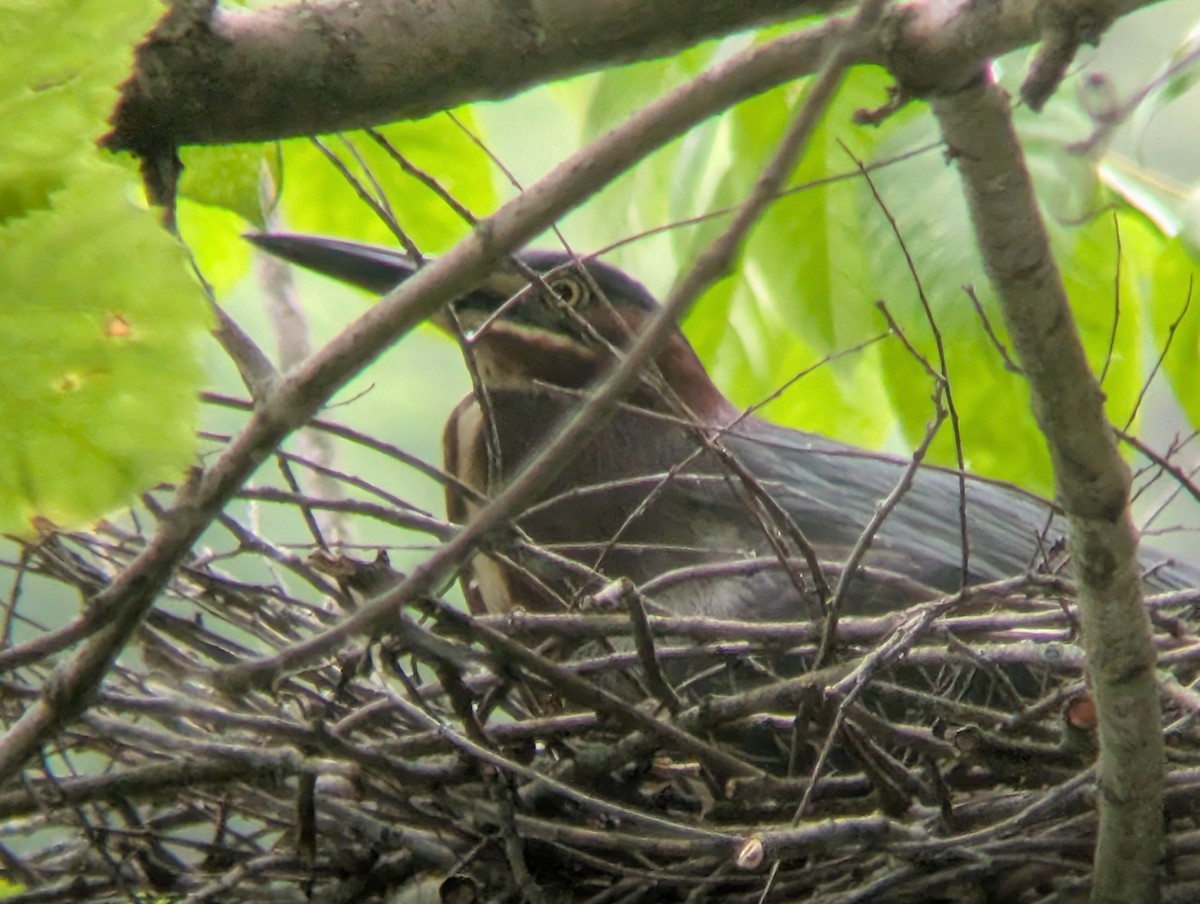 Green Heron - ML639130459