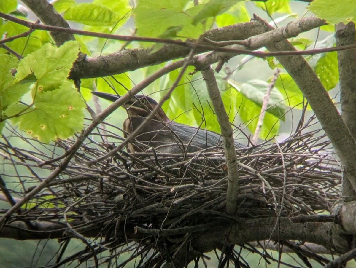 Green Heron - ML639130460