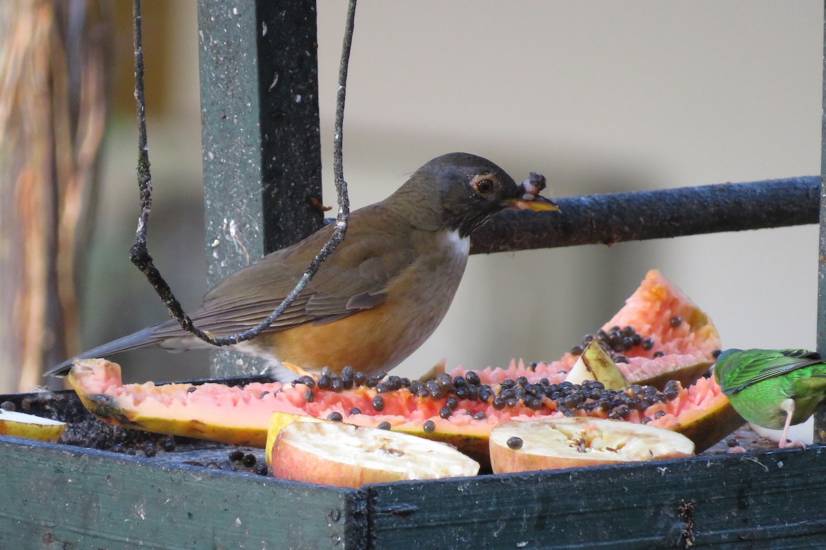 White-necked Thrush - ML639130501