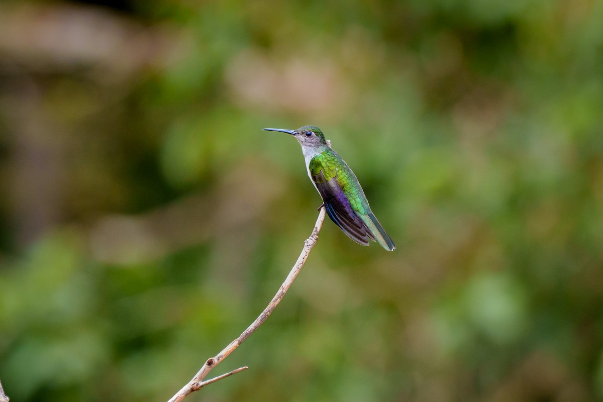 Gray-breasted Sabrewing (largipennis) - ML639130523