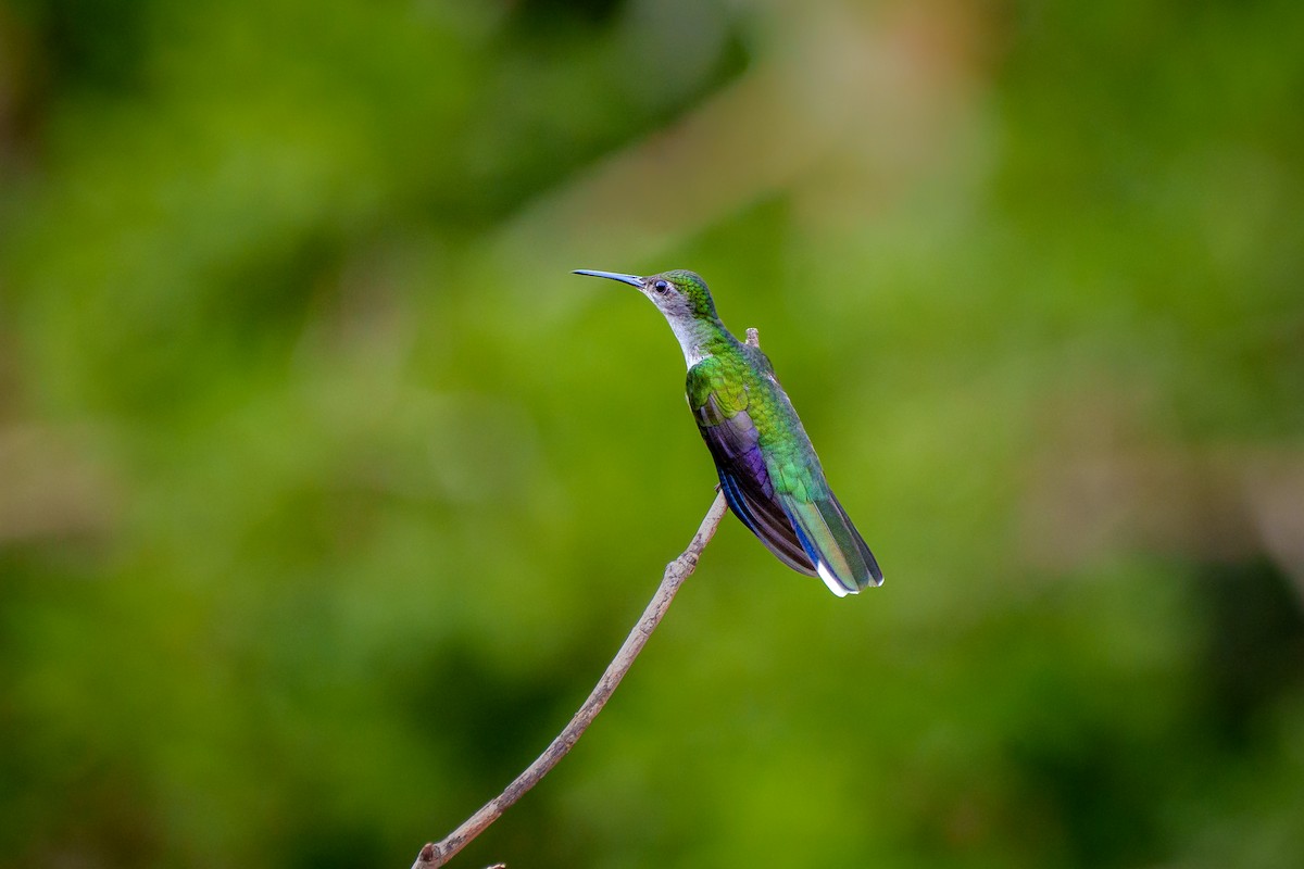 Gray-breasted Sabrewing (largipennis) - ML639130524