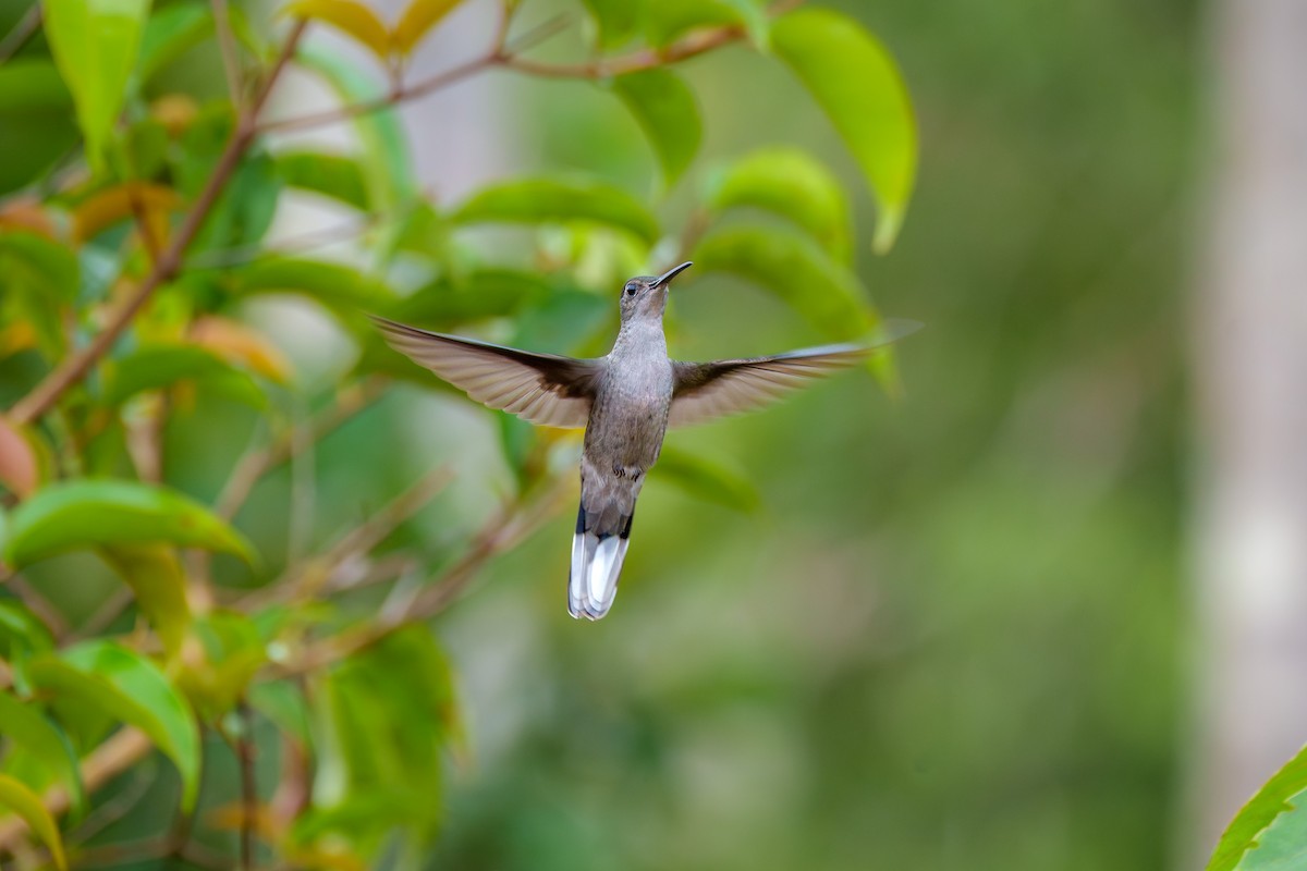 Gray-breasted Sabrewing (largipennis) - ML639130525