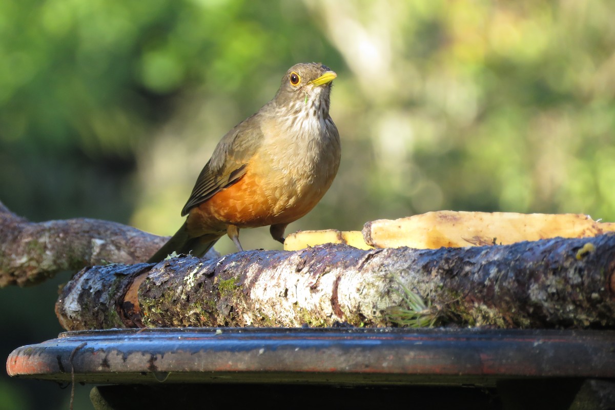 Rufous-bellied Thrush - ML639130541
