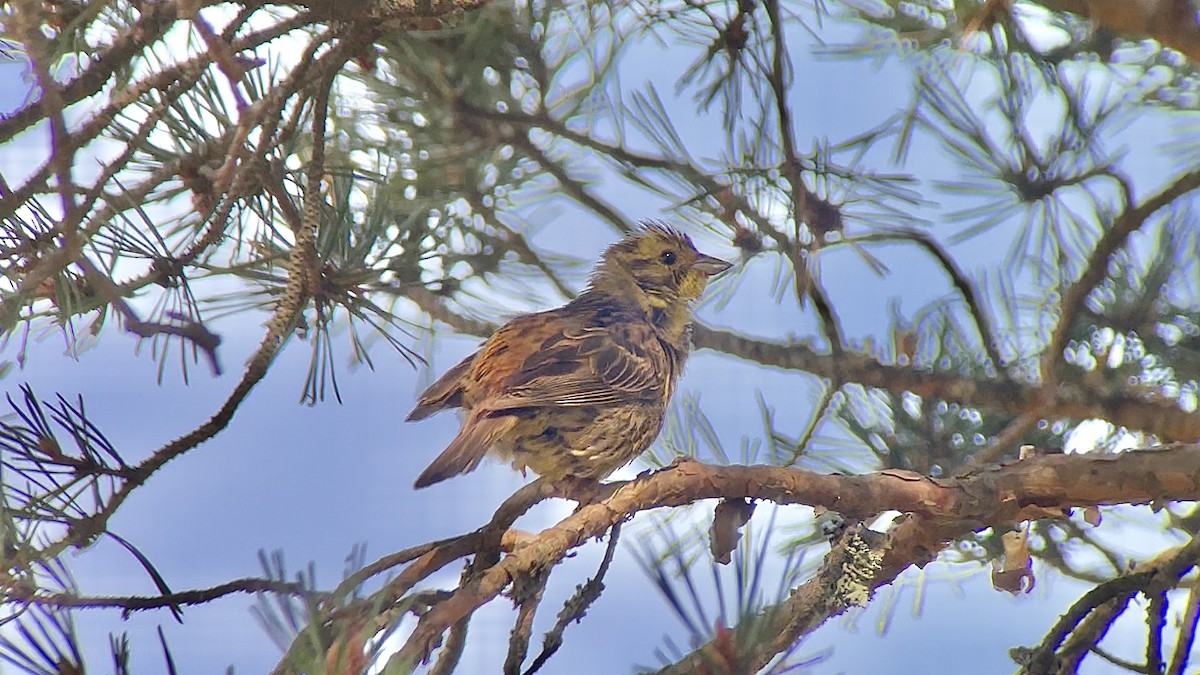 Yellowhammer - ML639130587