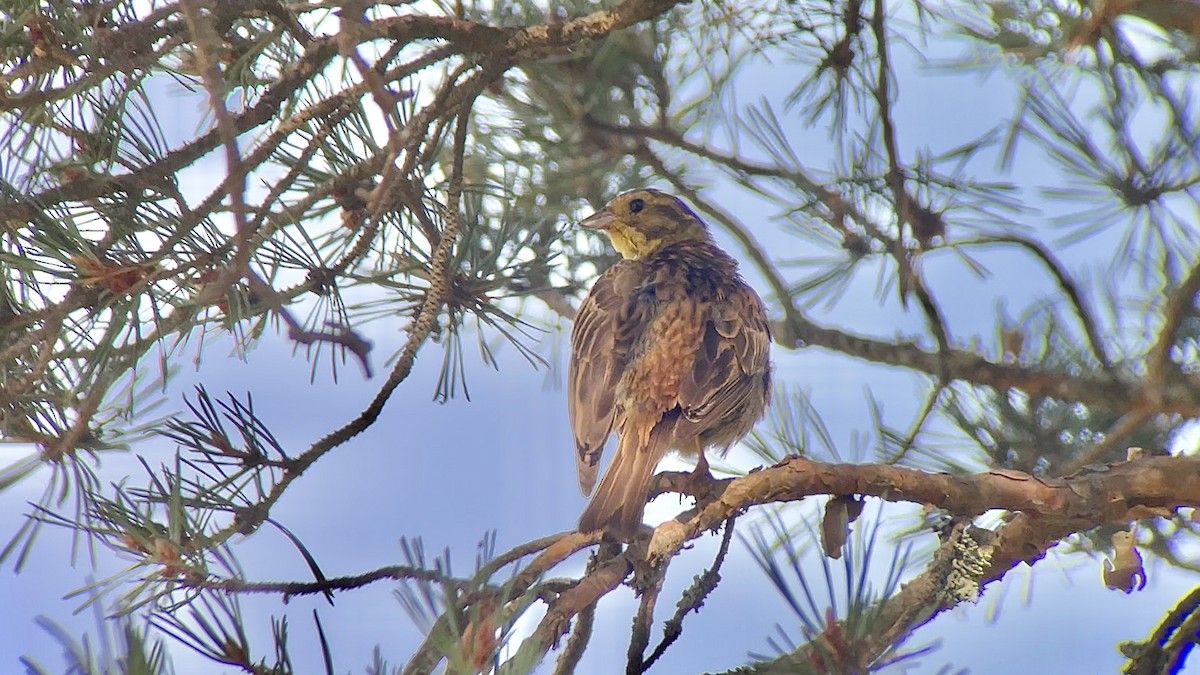 Yellowhammer - ML639130588