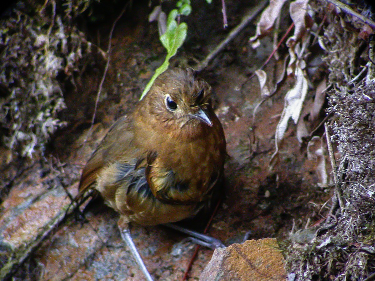 Bolivian Antpitta - ML639130626
