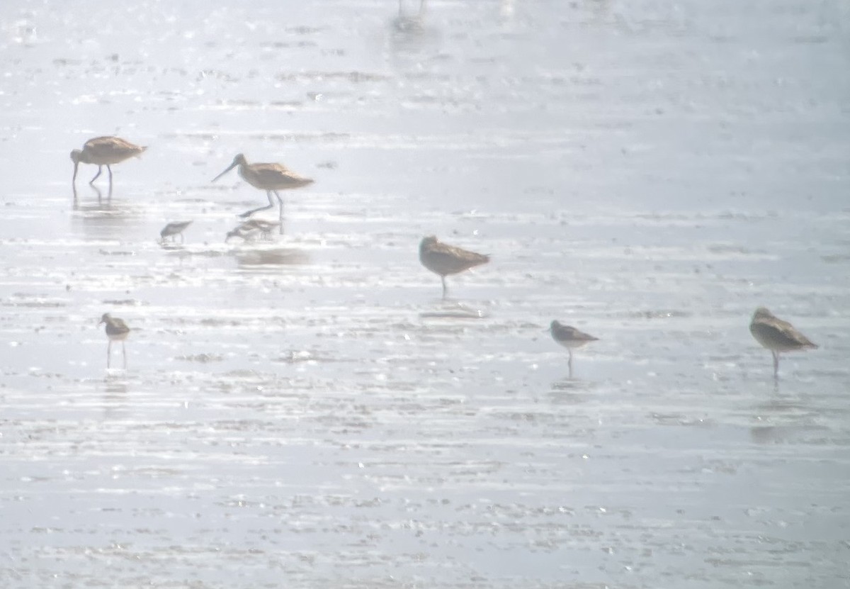 Lesser Yellowlegs - ML639130640