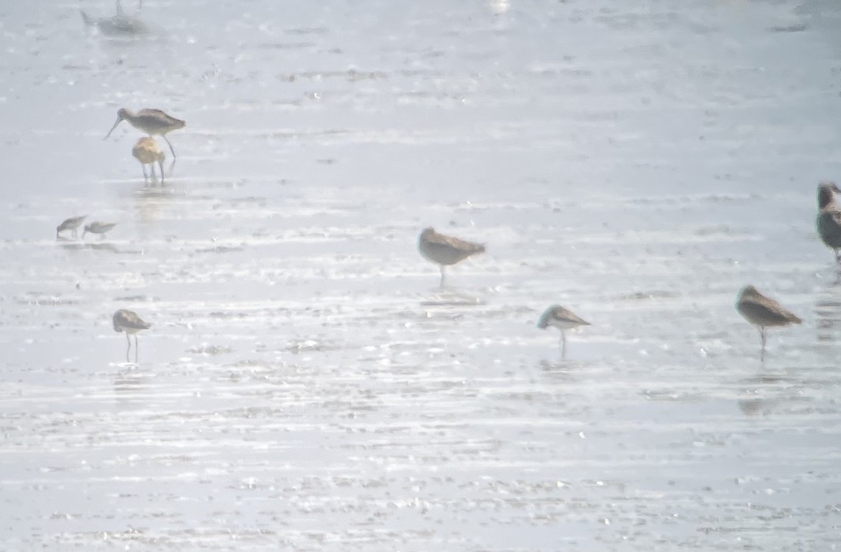 Lesser Yellowlegs - ML639130655