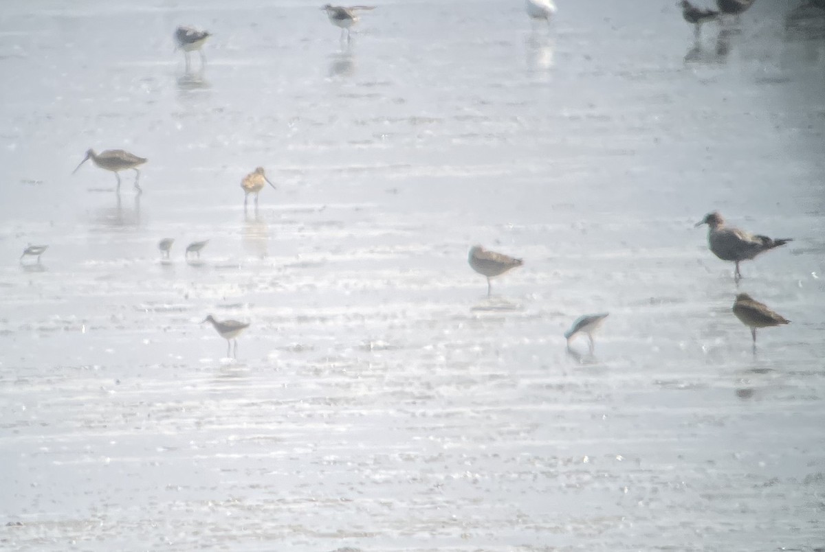 Lesser Yellowlegs - ML639130669