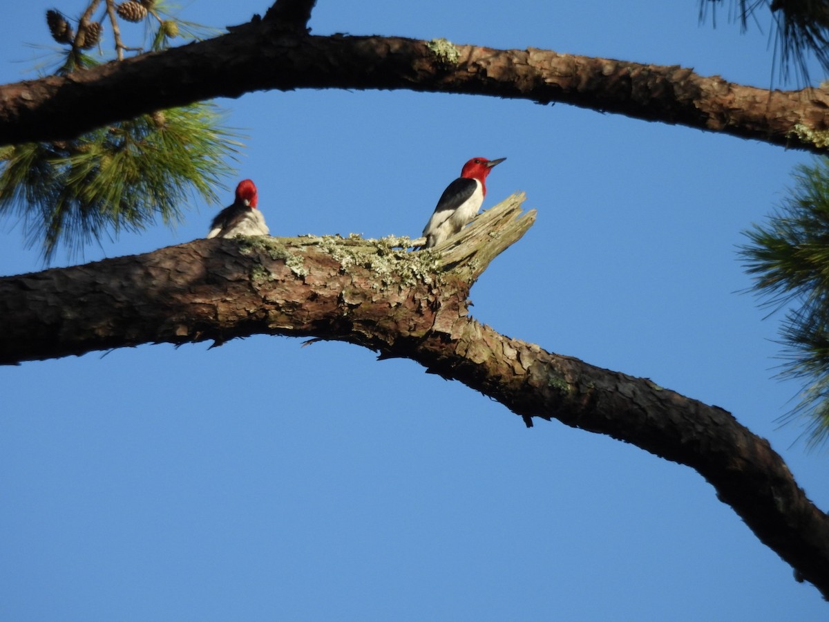 Red-headed Woodpecker - ML639130678