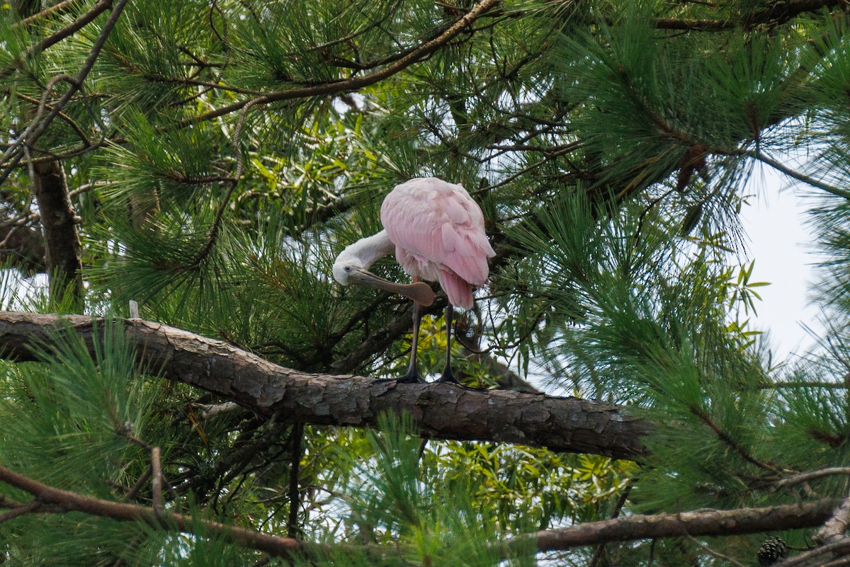Roseate Spoonbill - ML639130713