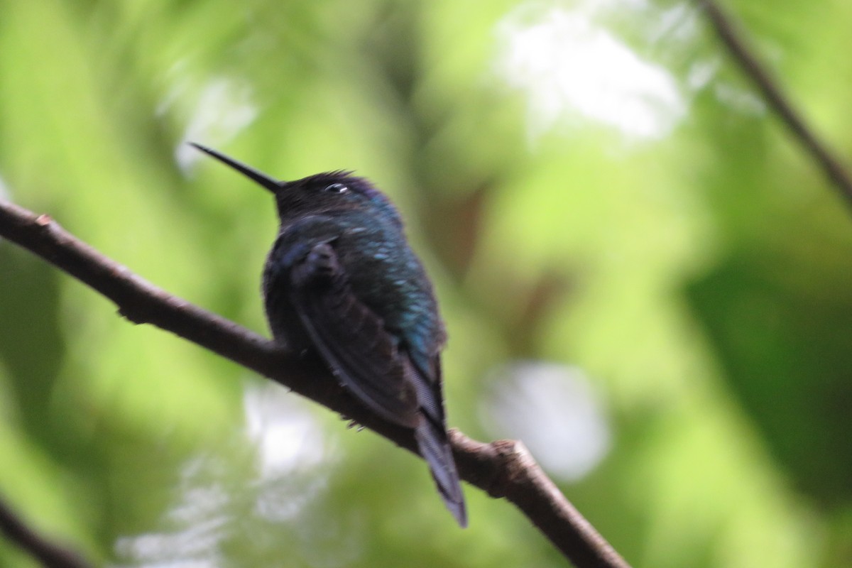 Violet-capped Woodnymph - ML639130717