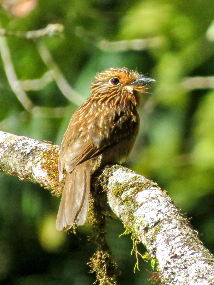 Crescent-chested Puffbird - ML639130743