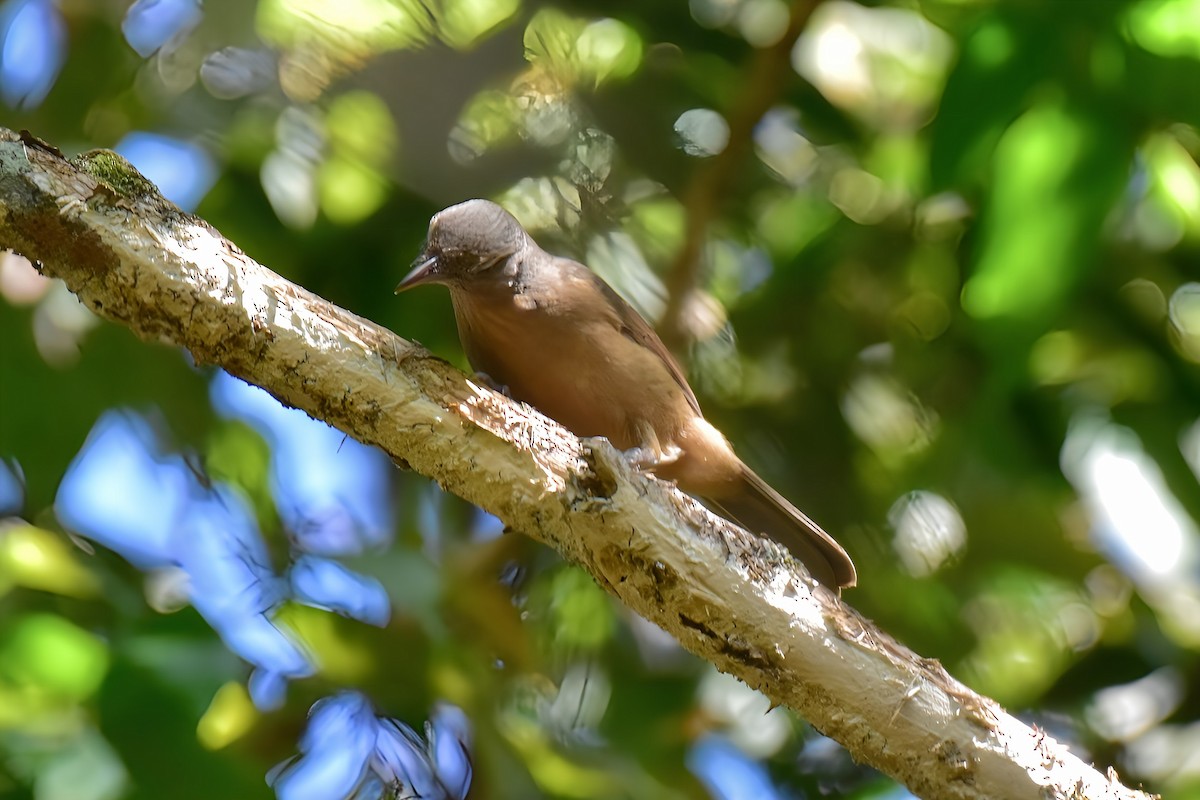 Bower's Shrikethrush - ML639130791