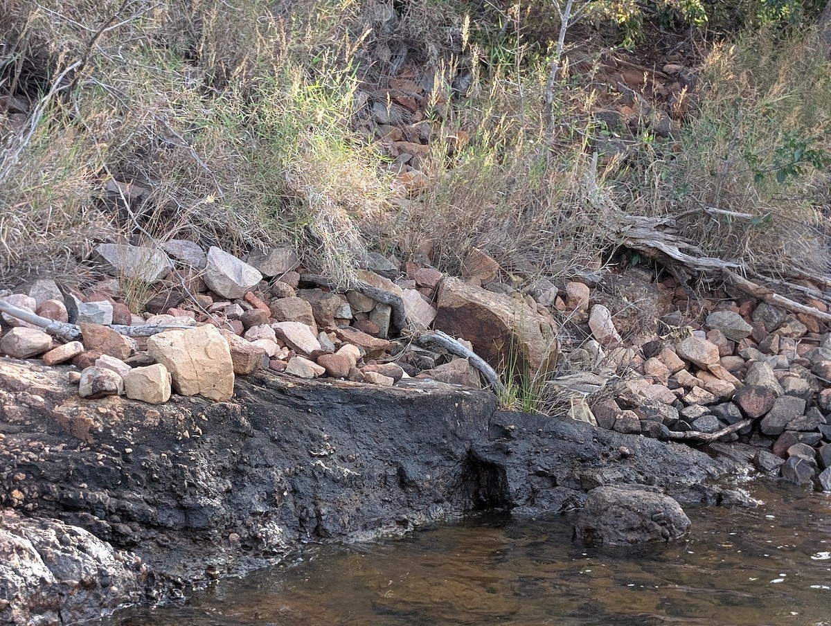 Water Thick-knee - ML639130821