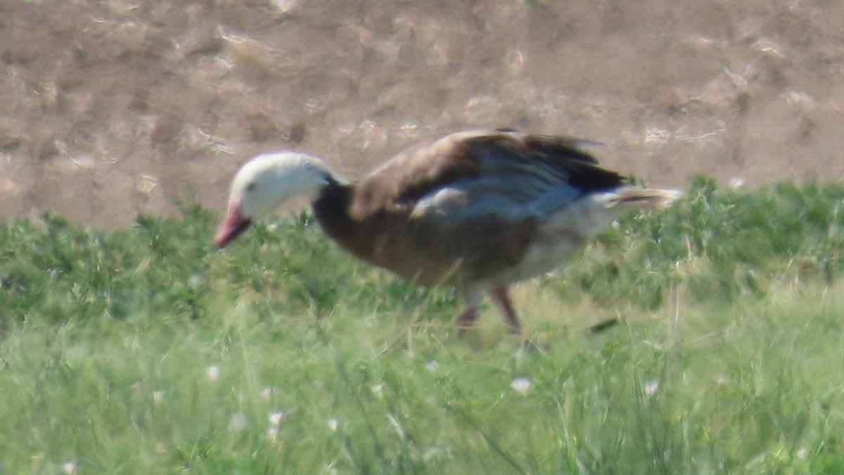 Цасны галуу - ML639130824