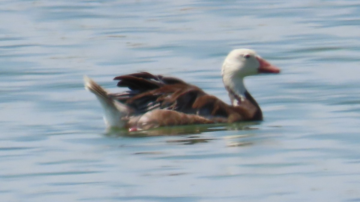 Цасны галуу - ML639130825