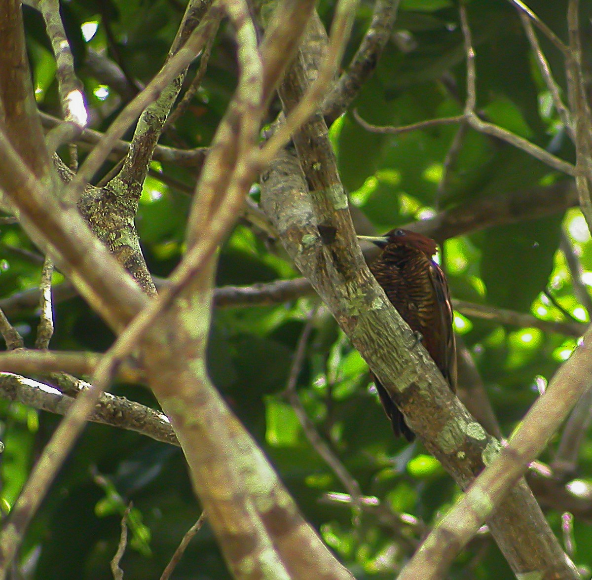Waved Woodpecker (Scale-breasted) - ML639130831