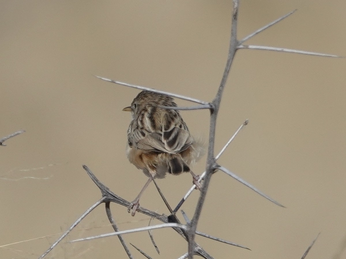 Desert Cisticola - ML639130915