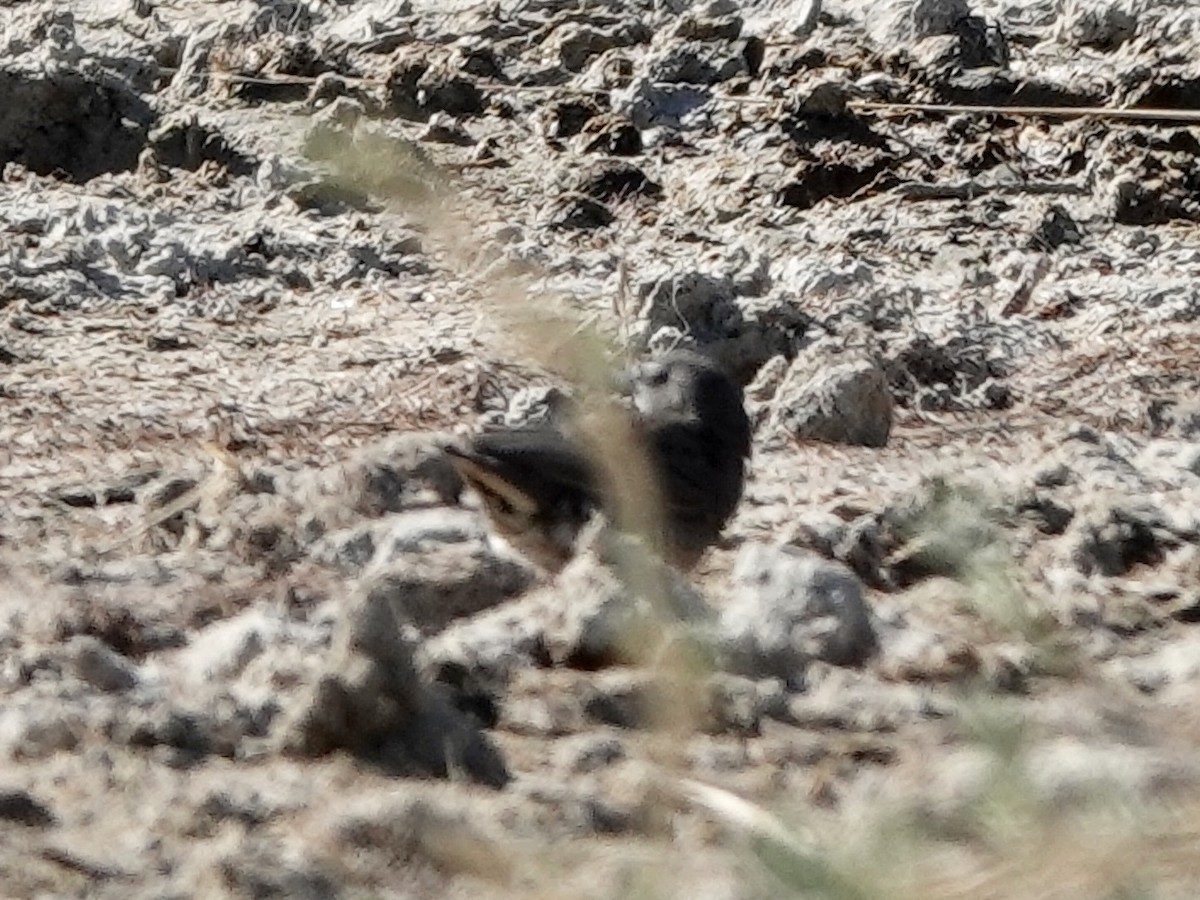 Quailfinch - ML639130919