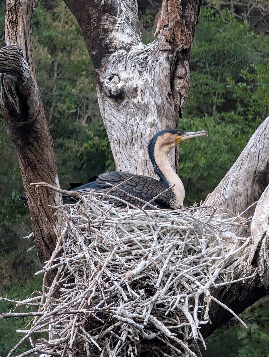 Great Cormorant (White-breasted) - ML639130953