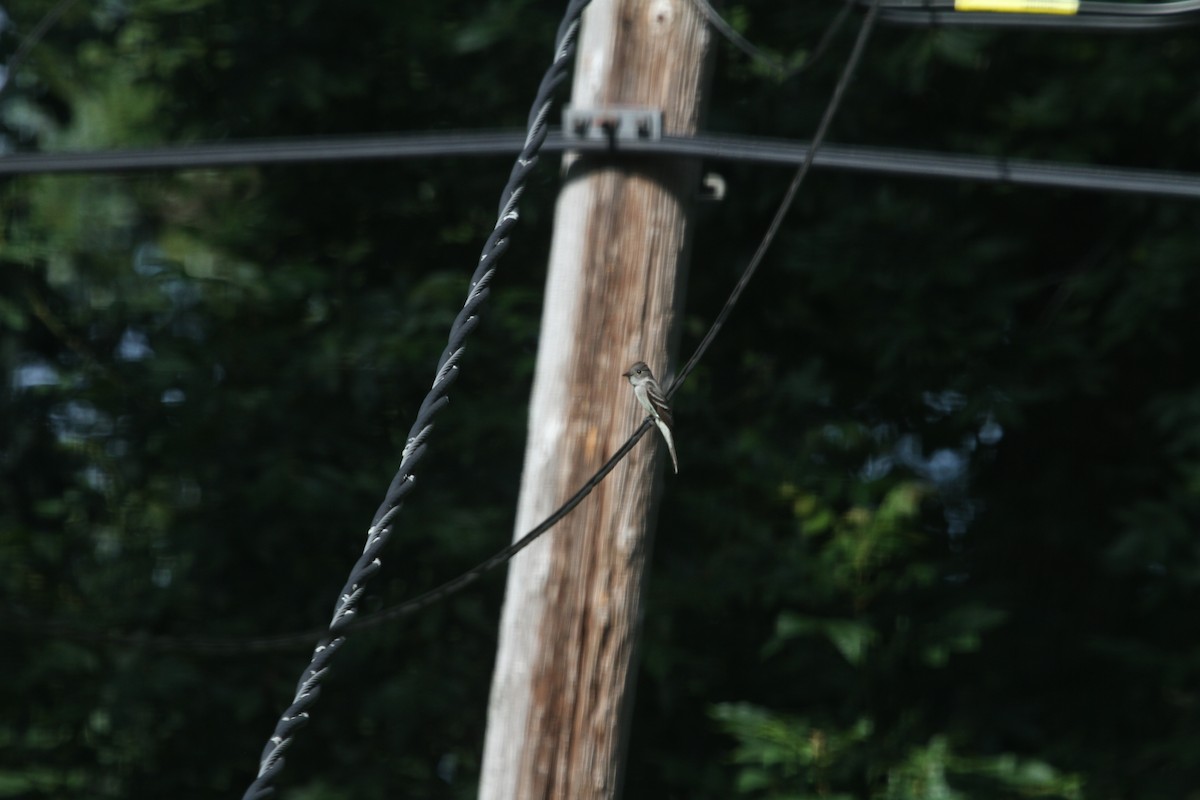 Alder/Willow Flycatcher (Traill's Flycatcher) - ML639130993