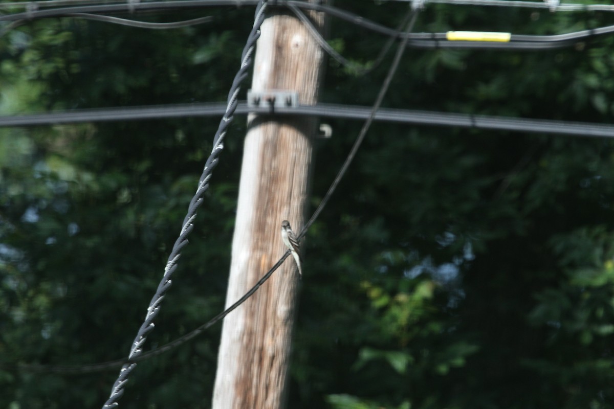 Alder/Willow Flycatcher (Traill's Flycatcher) - ML639130994