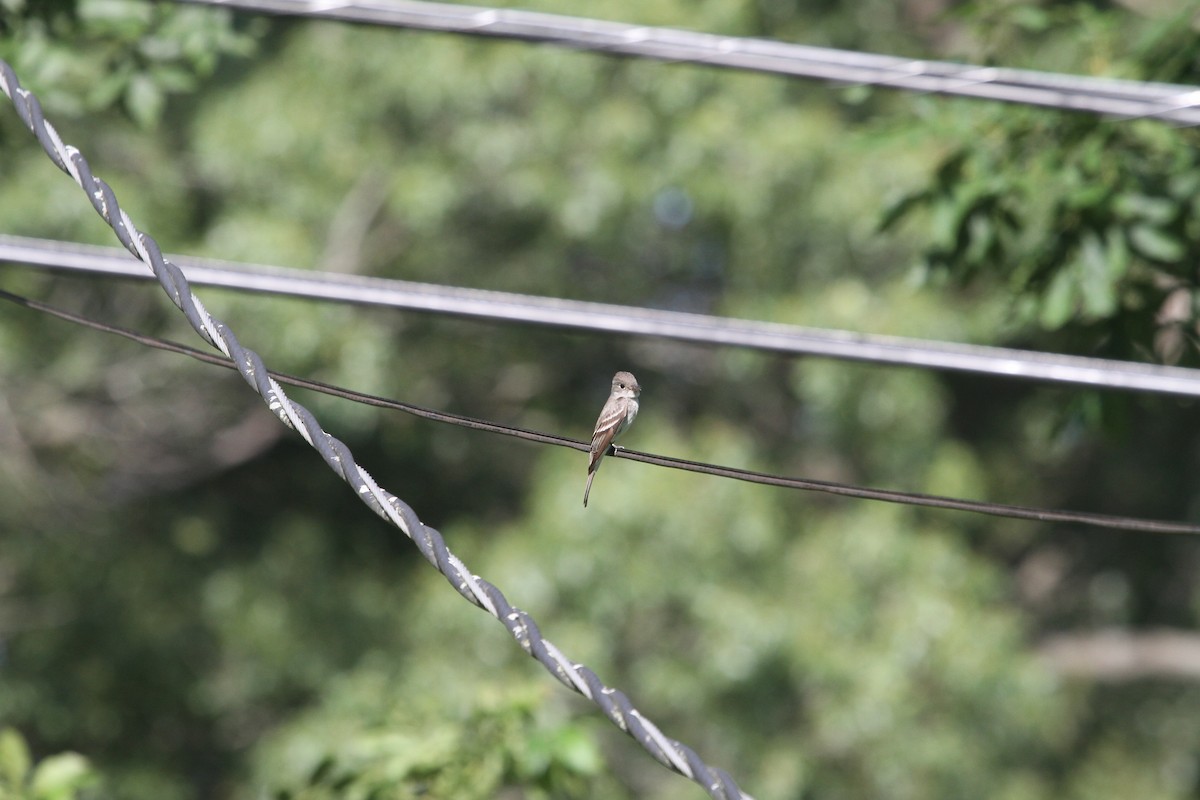 Alder/Willow Flycatcher (Traill's Flycatcher) - ML639130995