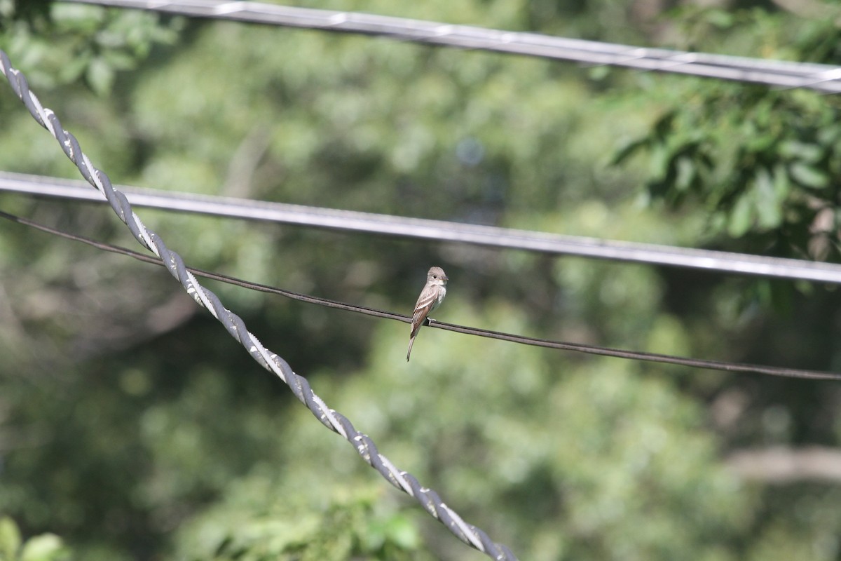 Alder/Willow Flycatcher (Traill's Flycatcher) - ML639130996