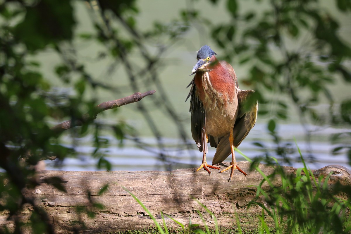 Green Heron - ML639131089
