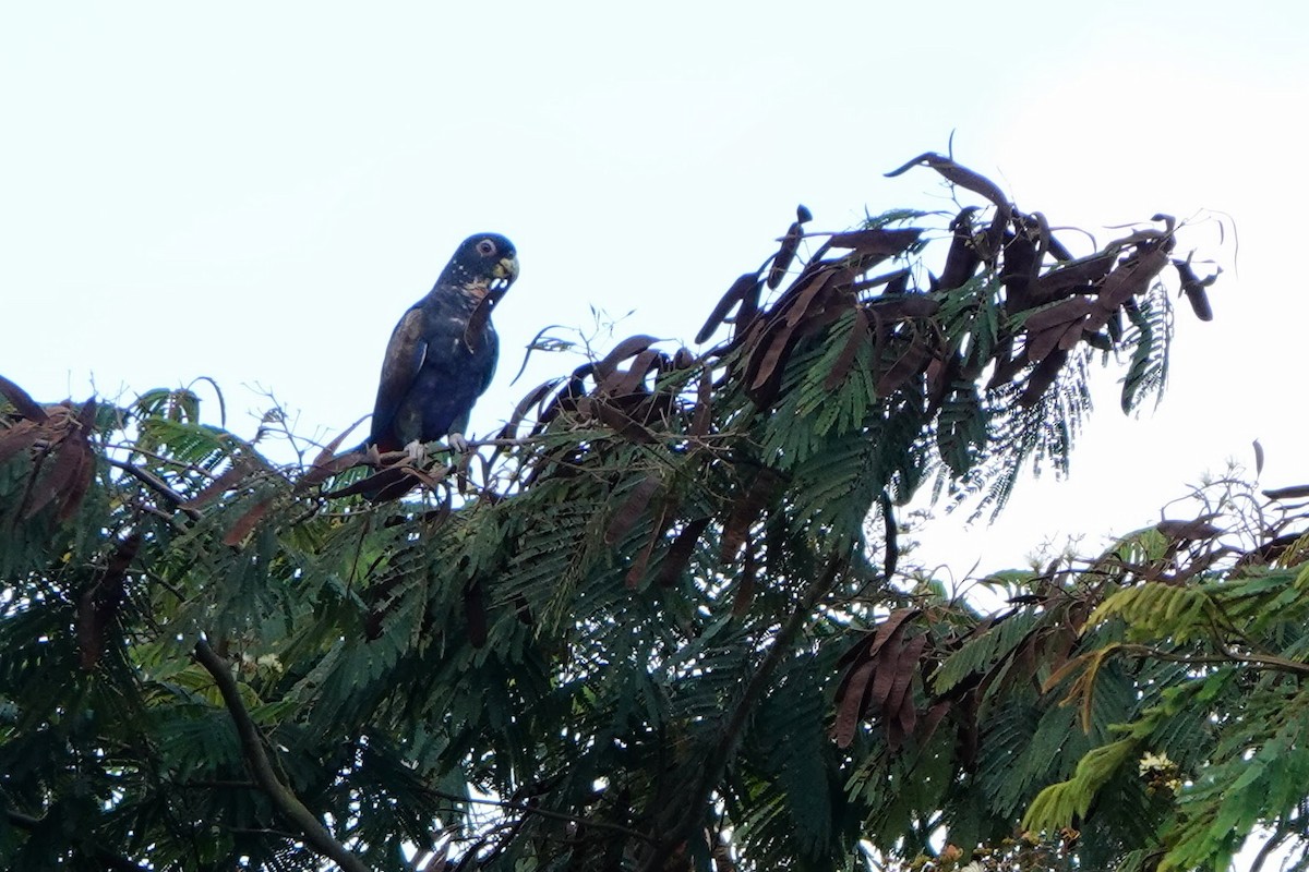 Bronze-winged Parrot - ML639131102