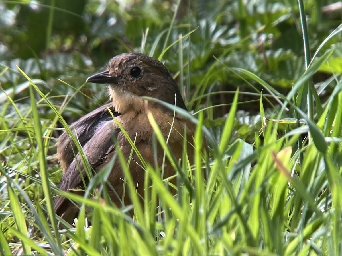 Tawny Antpitta - ML639131118