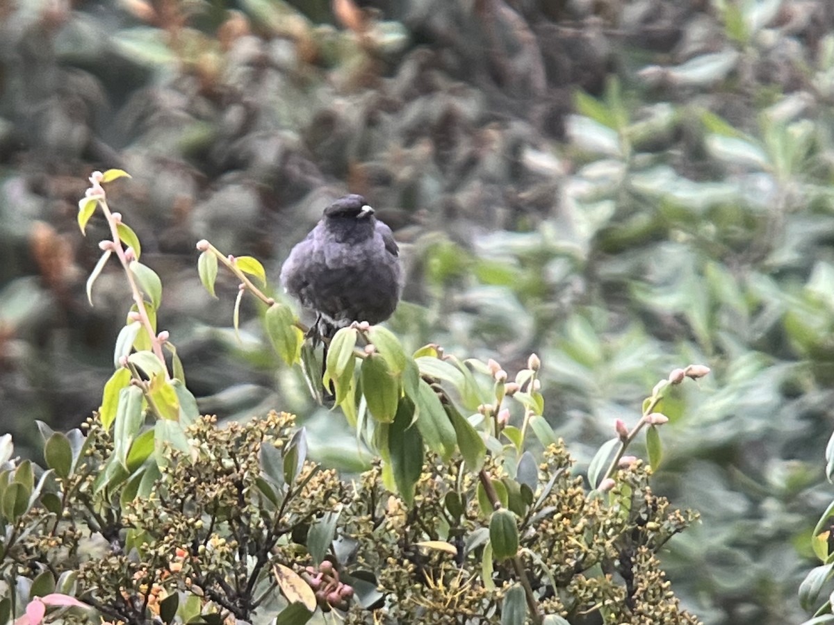 Red-crested Cotinga - ML639131239