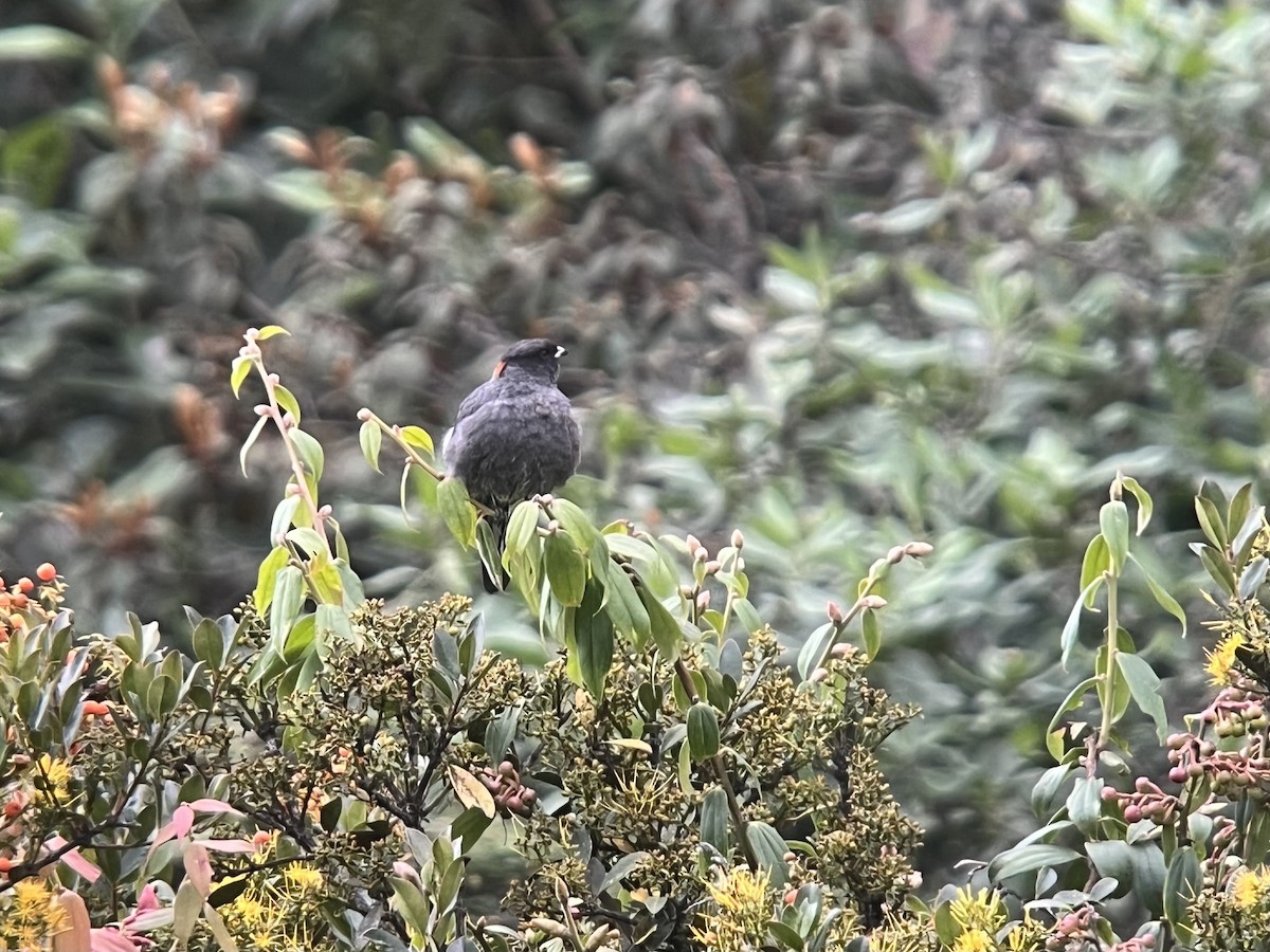 Red-crested Cotinga - ML639131240