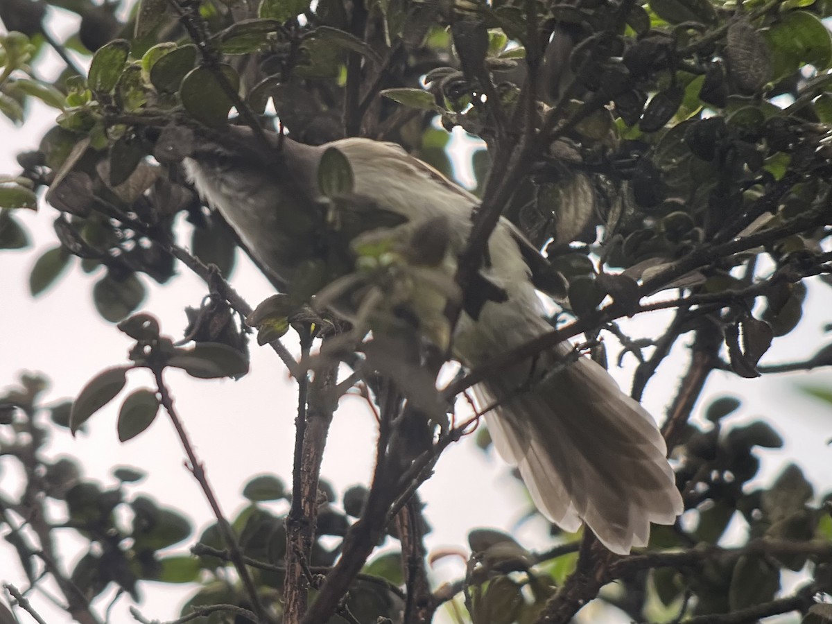White-throated Tyrannulet - ML639131261