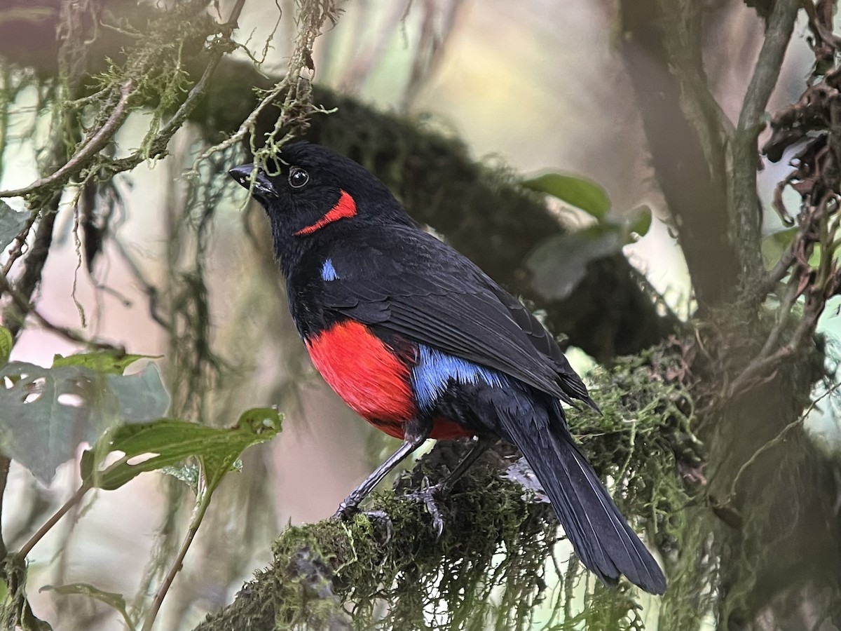 Scarlet-bellied Mountain Tanager - ML639131279