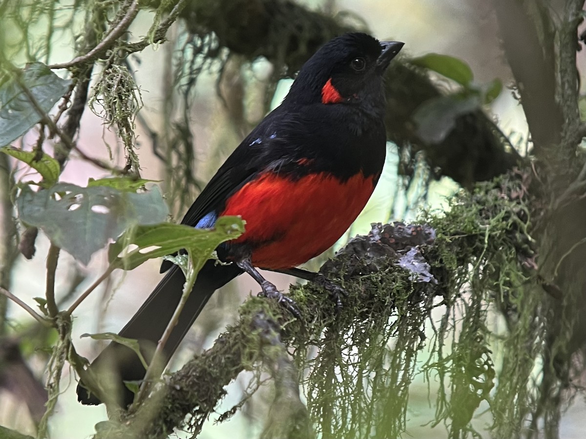 Scarlet-bellied Mountain Tanager - ML639131280
