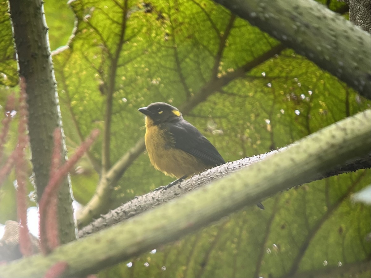 Lacrimose Mountain Tanager - ML639131290