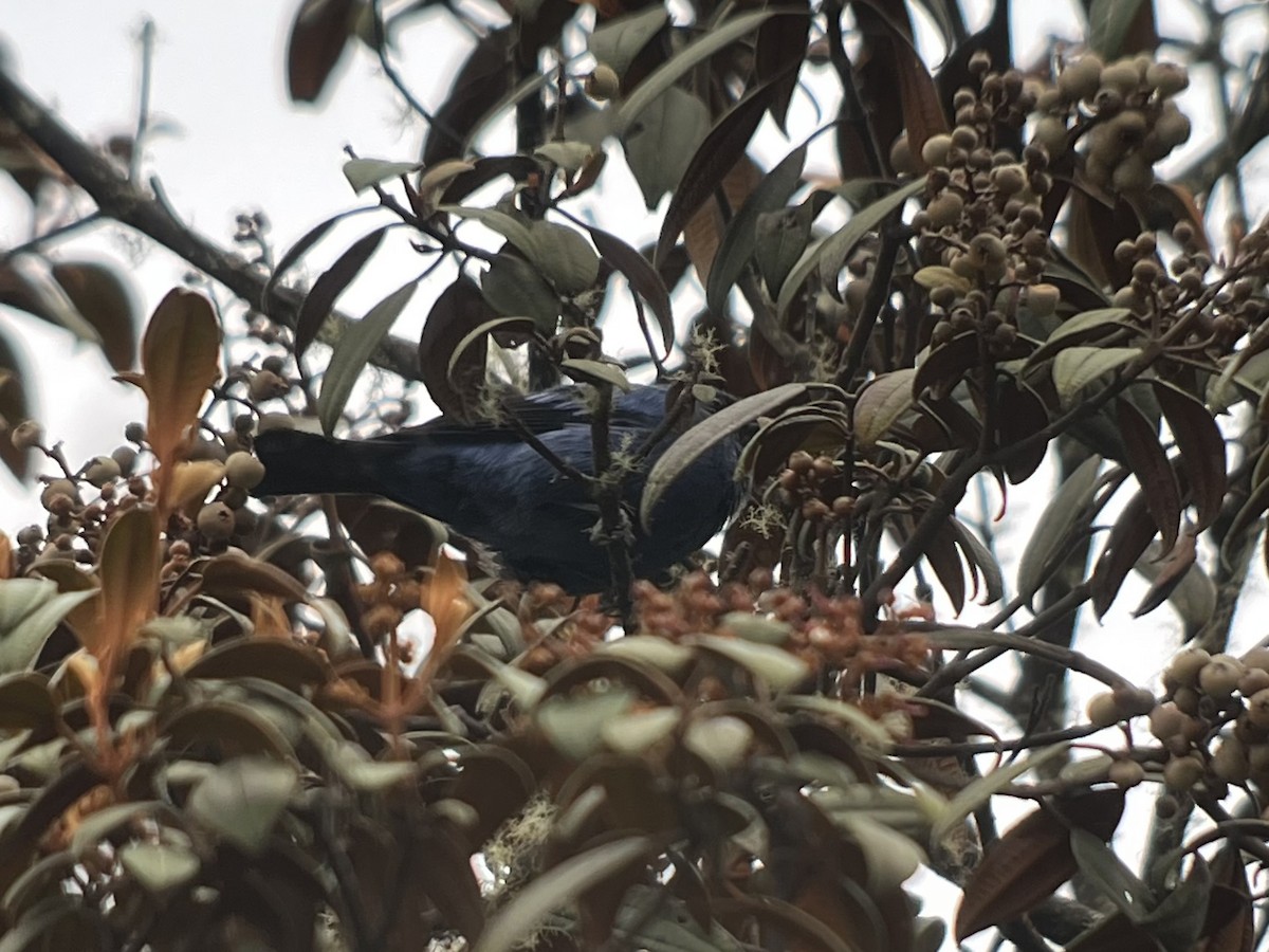 Blue-and-black Tanager - ML639131357
