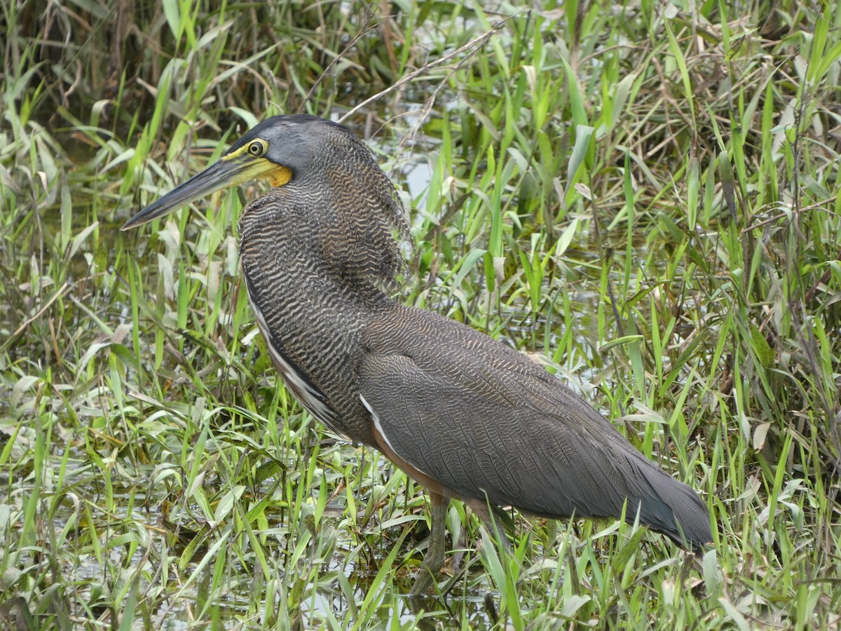 bukač středoamerický - ML639131368