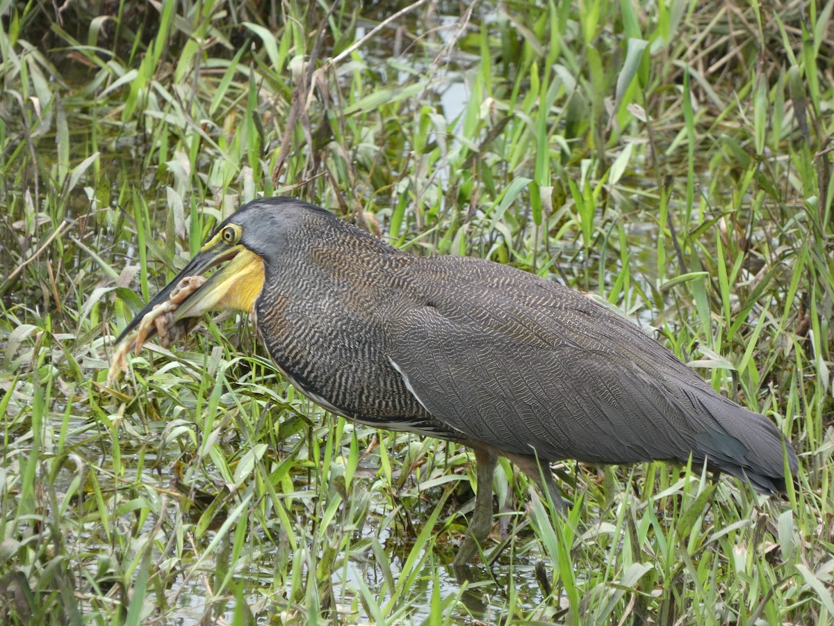 bukač středoamerický - ML639131369