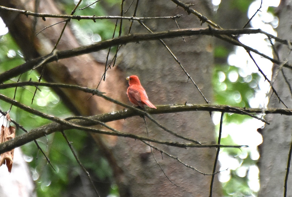 Summer Tanager - ML639131397