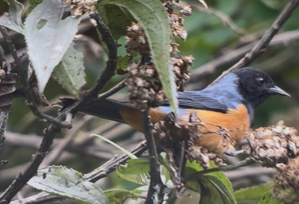 Blue-backed Conebill - ML639131426