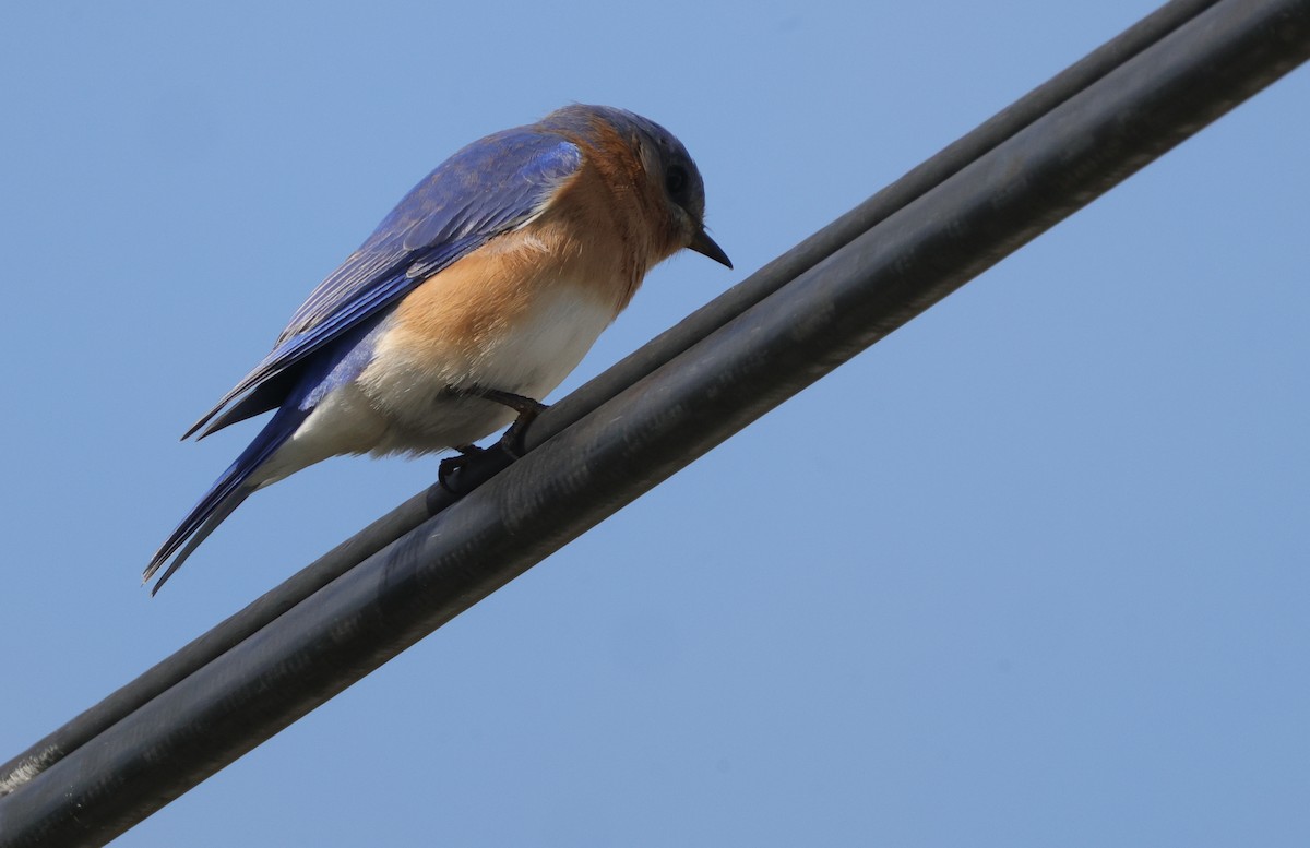 Eastern Bluebird - ML639131459