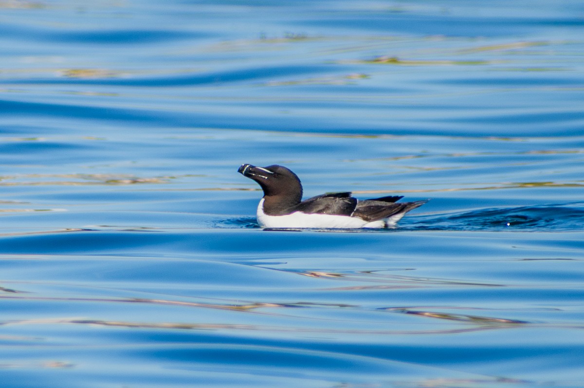 Razorbill - ML639131494