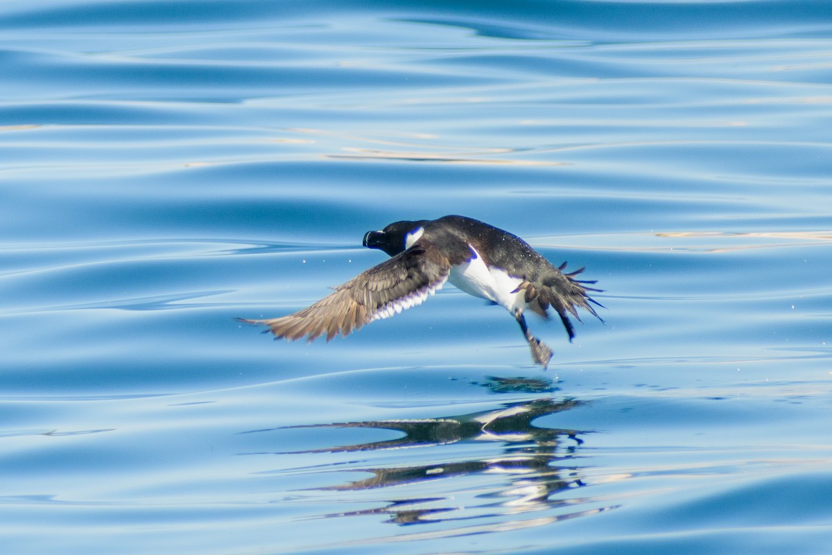 Razorbill - ML639131496