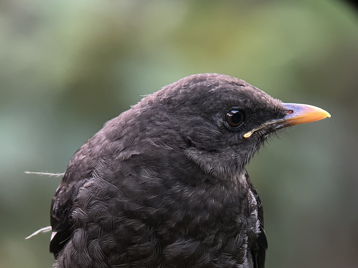 Great Thrush - ML639131683