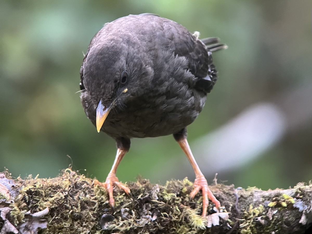 Great Thrush - ML639131684