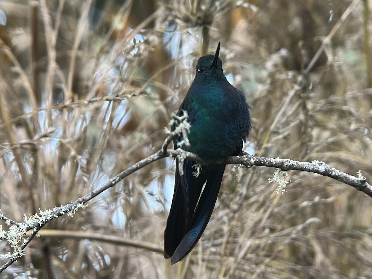 Great Sapphirewing - ML639131705